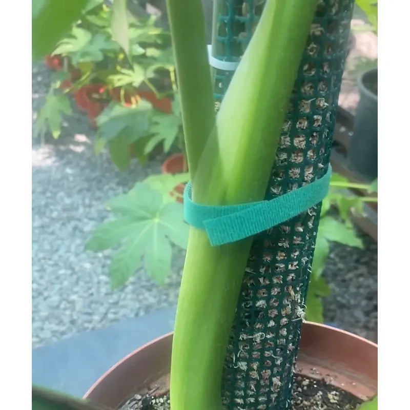 Tutor De Musgo Spagnum 30cm Con Estaca