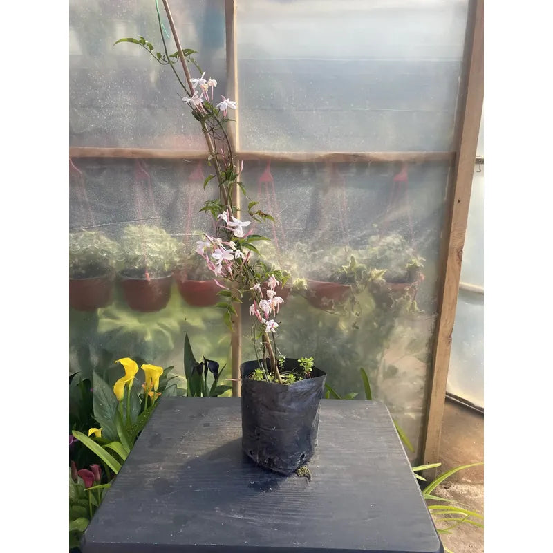 Jazmin Polyanthum/poleanta Jazmin Chino Enredadera Aromatica Blanco