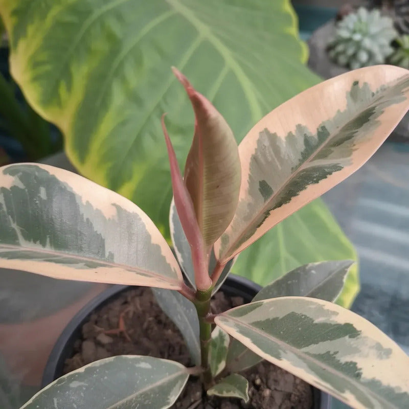 Gomero Tineke Pink Pequeño Ficus