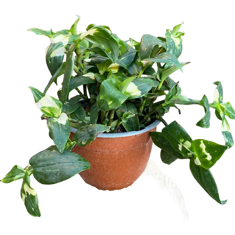 Tradescantia Fluminensis Planta Colgante/no Envío A Region