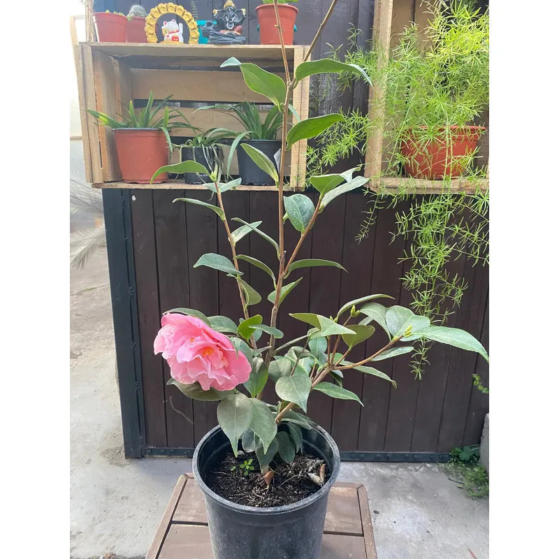 Camelia Grande Planta De Floracion Invernal
