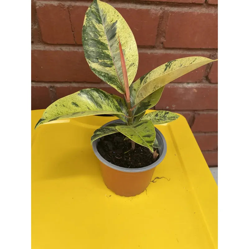 Gomero Variegado / Ficus Elástica Shivereana Pequeño