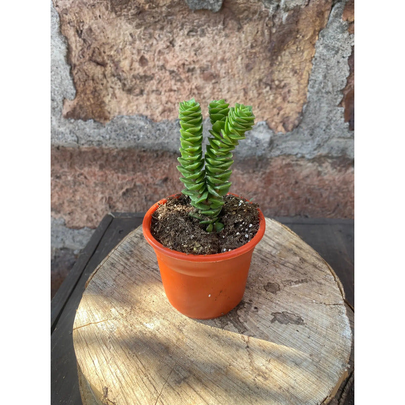 Set De 3 Suculentas Grandes De Colección Diferentes Especies