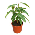 Gomero Tineke(variegado)