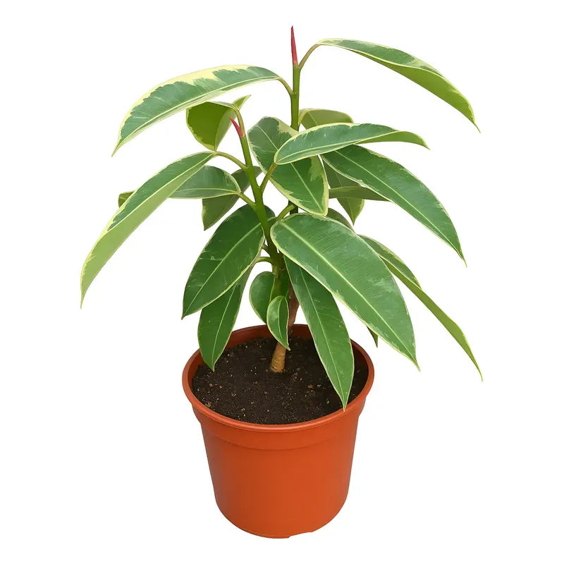 Gomero Tineke(variegado)