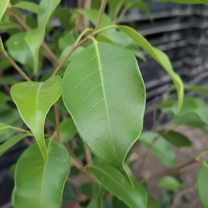 Ficus Verde 40cm Planta Interior Verde