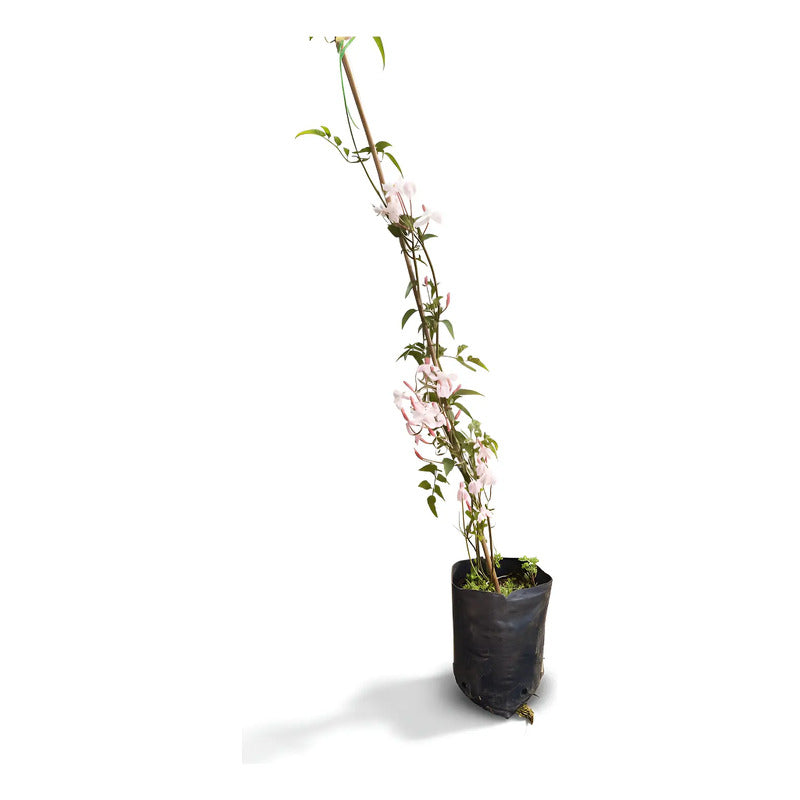Jazmin Polyanthum/poleanta Jazmin Chino Enredadera Aromatica Blanco