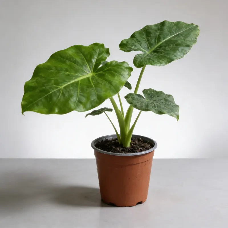 Alocasia Manto De Eva 40cm