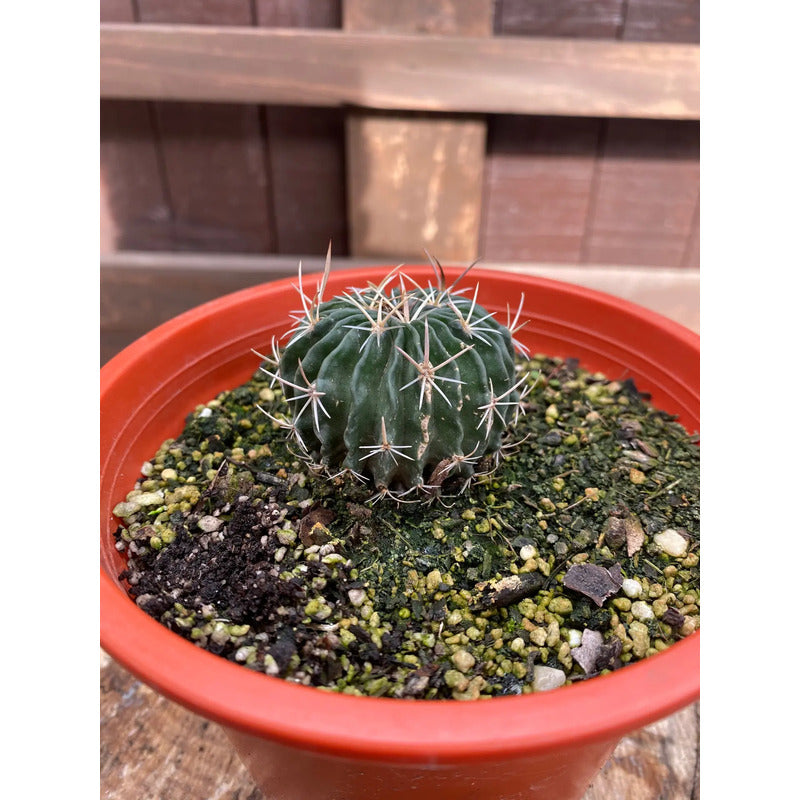 Cactus Colección Stenocactus/no Envío A Regiones