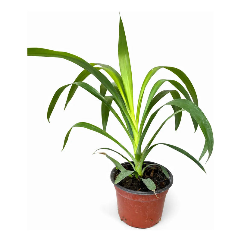 Yuca Punta Palmera Interior 30cm Agua