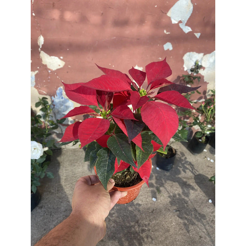Corona Del Inca/ Flor De Navidad - Rojo