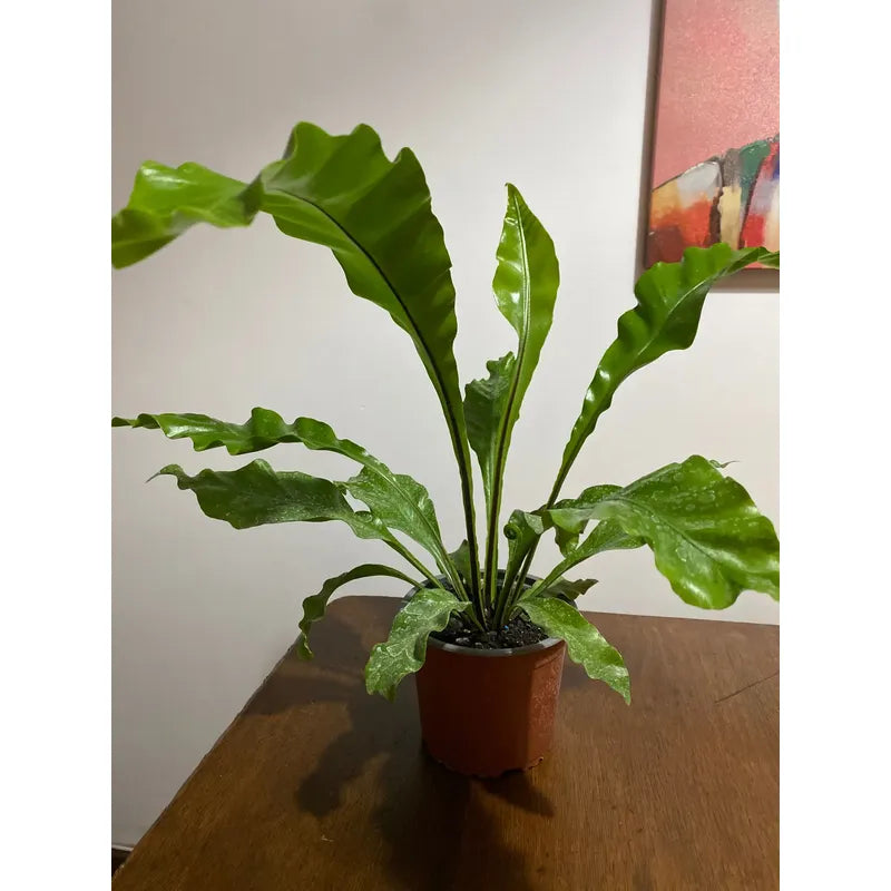 Helecho Asplenium Nido De Aves