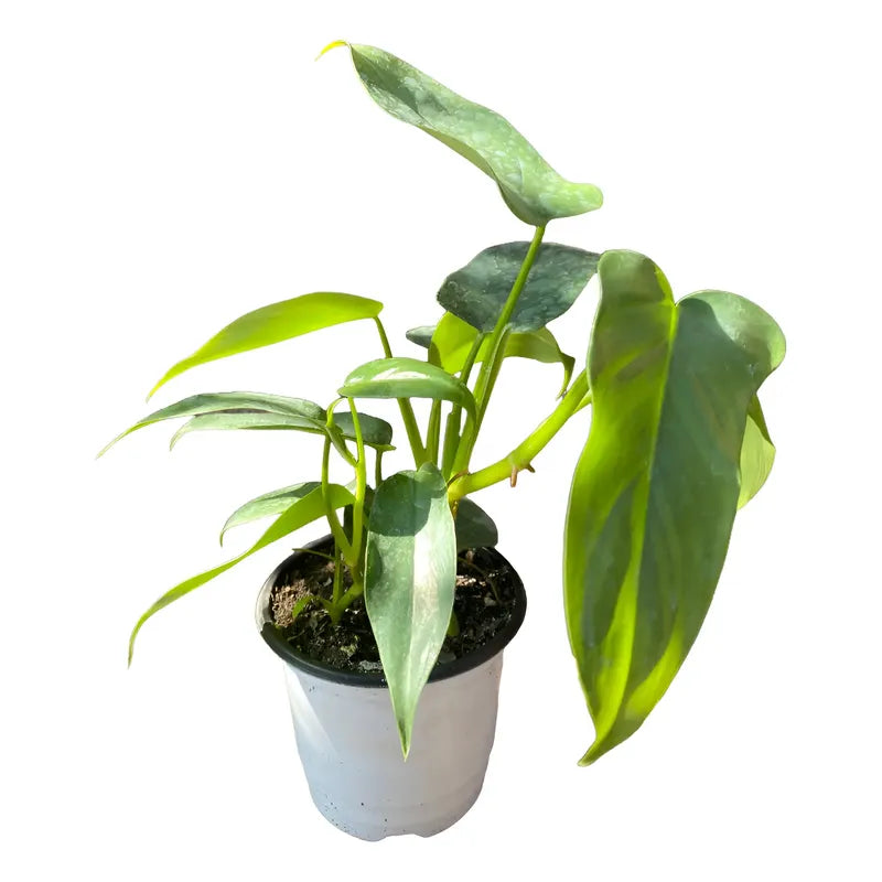 Philodendro Panduriforme Planta Trepadora
