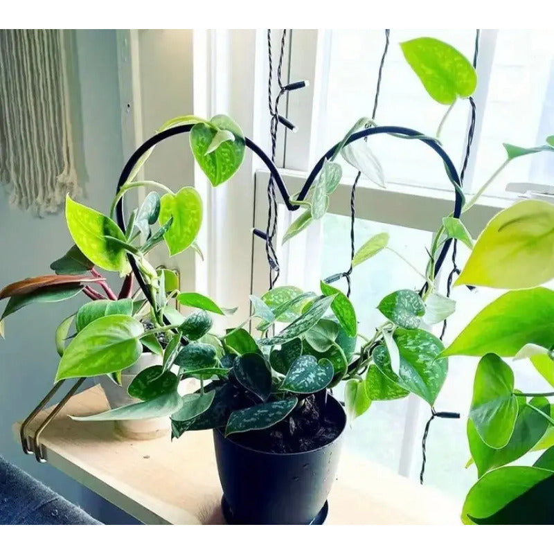 Soporte Para Plantas Forma De Corazón 1 Unidad - Gris - Corazón