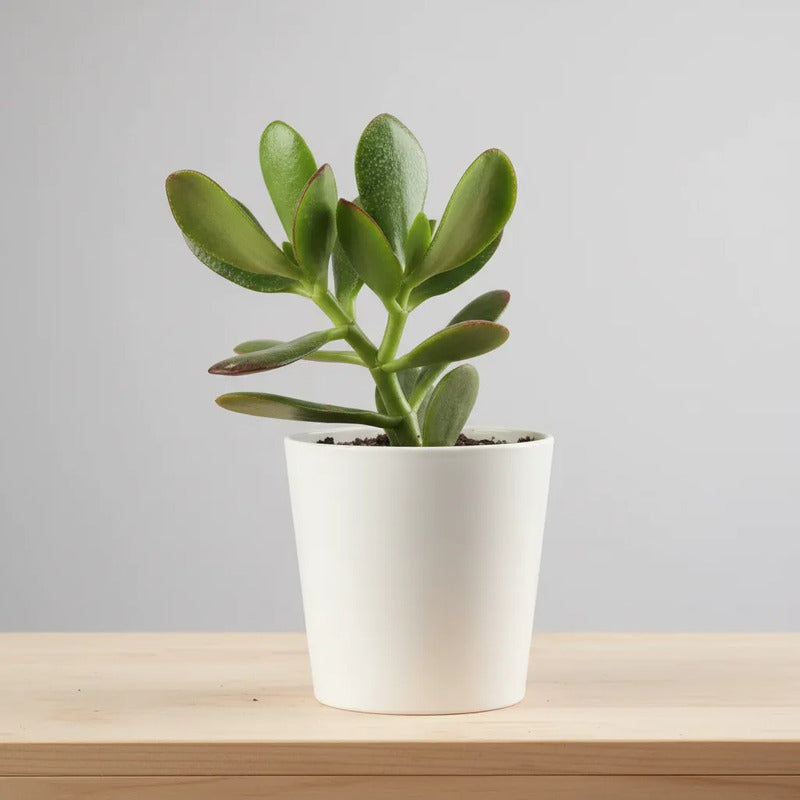Jade Pequeño Árbol De La Abundancia Y El Dinero