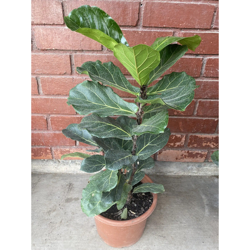 Ficus Lyrata / Gomero Pera Grande 1 Metro