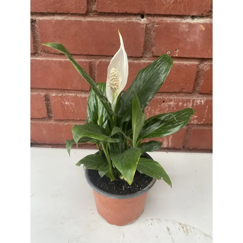 Cuna De Moises Spatifilum/spathyphillum Grande Con Flor 70cm Blanco