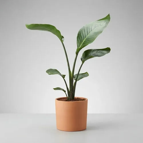 Strelitzia Nicolai Grande