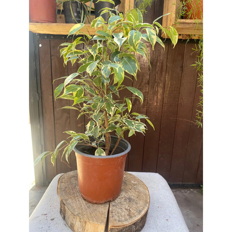 Ficus Mini Variegado Twilly