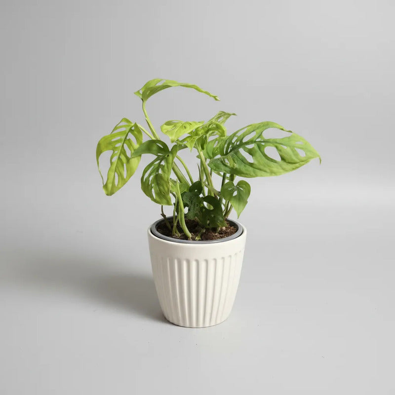 Monstera Adansoni