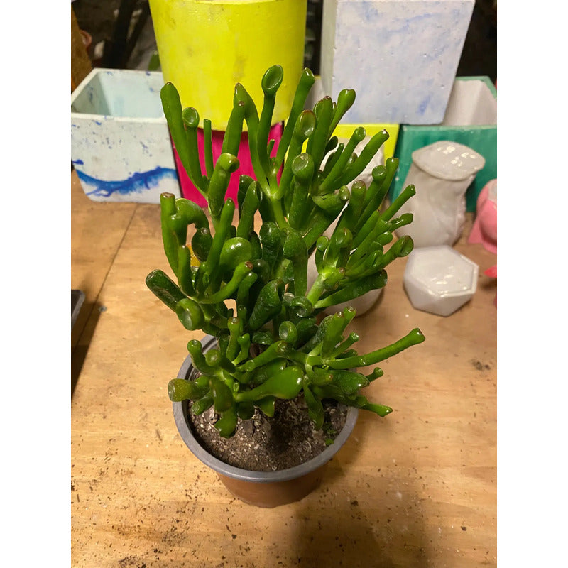 Suculenta Crassula Ovata Gollum - Orejas De Shrek 10 Cm