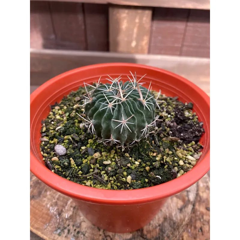 Cactus Colección Stenocactus/no Envío A Regiones