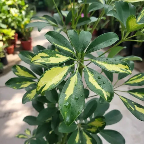 Cheflera Variegada 100 cm | Planta de Interior