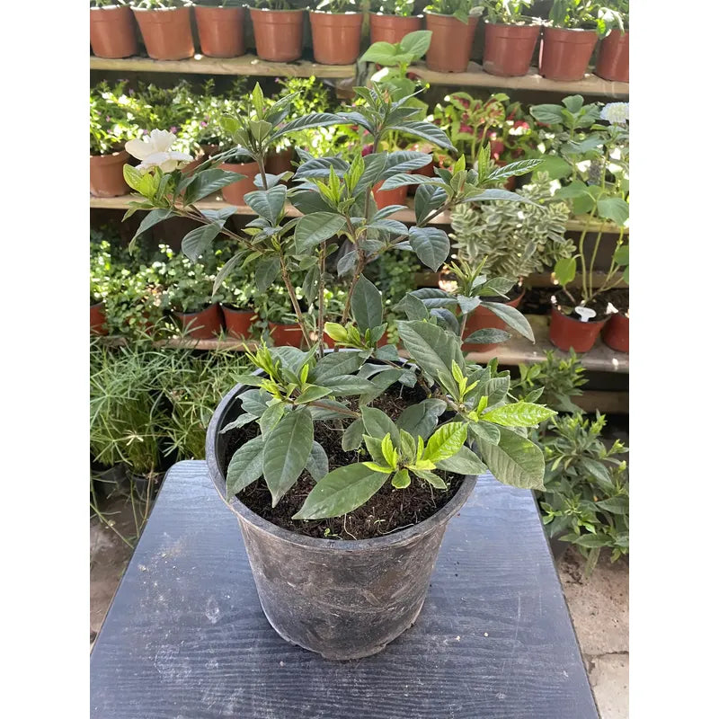 Jazmín Del Cabo/gardenia Grande