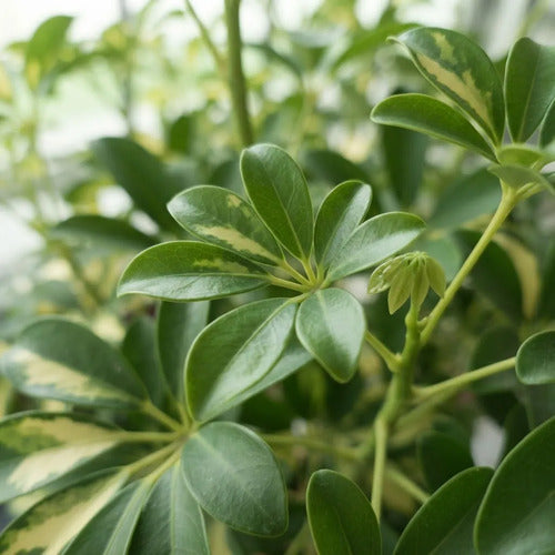Cheflera Variegada 100 cm | Planta de Interior