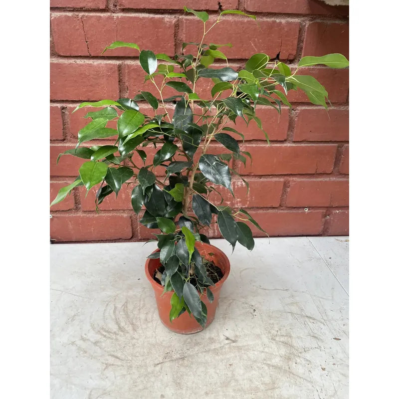 Ficus Negro Planta Interior Ornamental