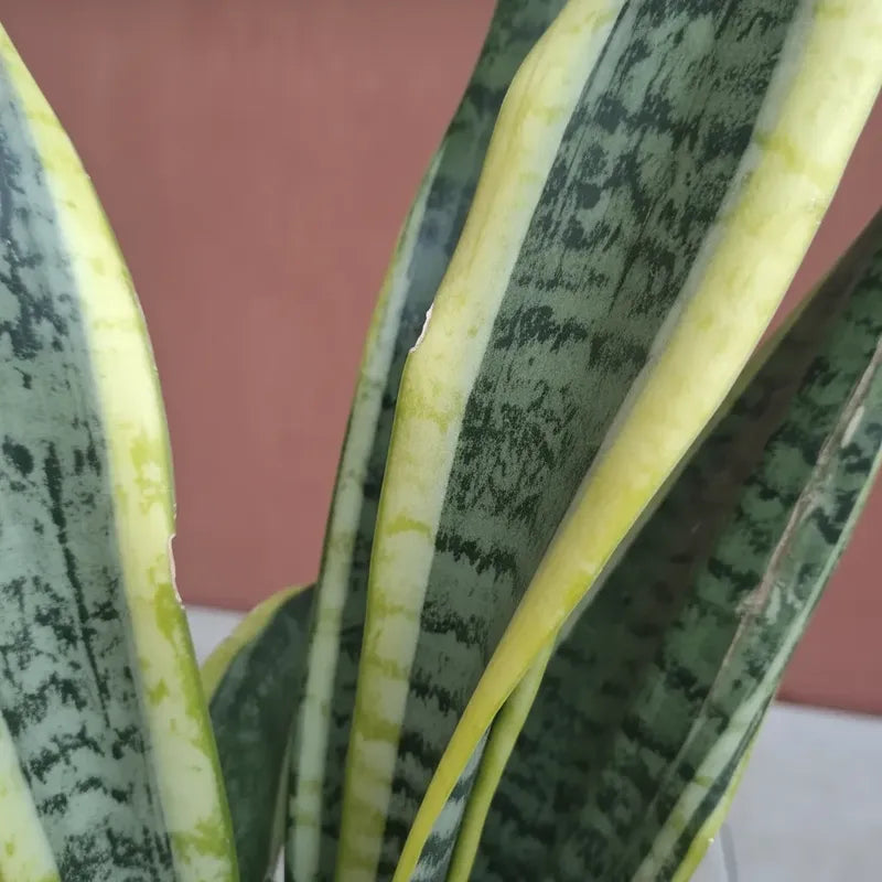Sansevieria Laurentii Grande Varias Hojas /lengua De Suegra