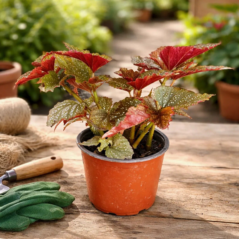 Begonia Alitas De Angel