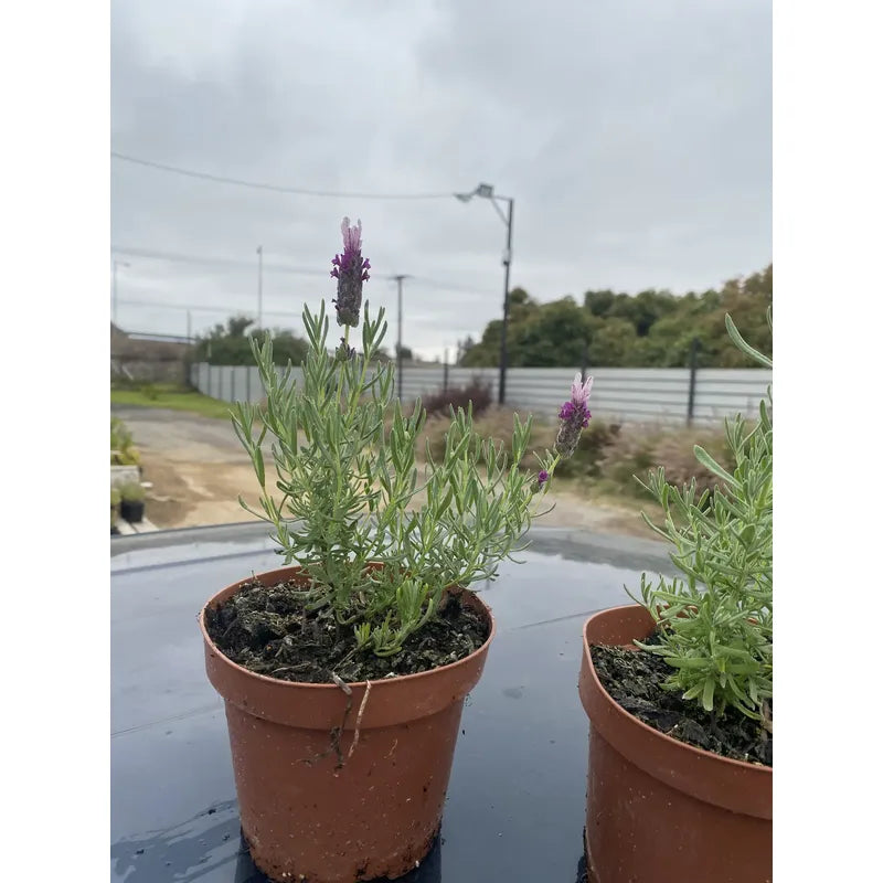 Lavanda Stoechas Pequeña