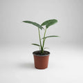 Manto De Eva 20cm Alocasia Macrorrhiza