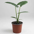 Manto De Eva 20cm Alocasia Macrorrhiza