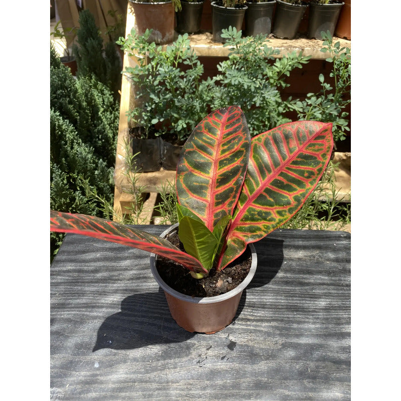 Planta Croton 20 Cm, Ideal Para Interiores Y Decoración