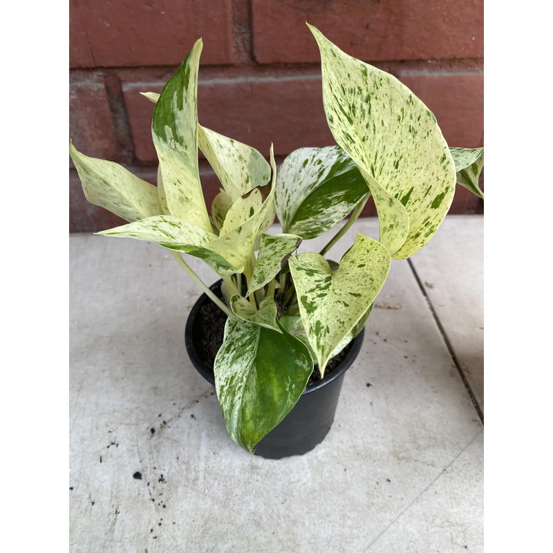 Potus Marble Queen Planta Trepadora/colgante