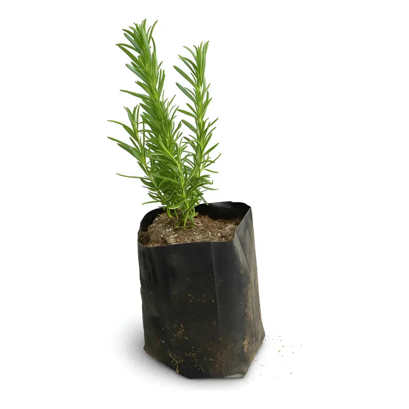 Romero Pequeño/hierba Aromatica