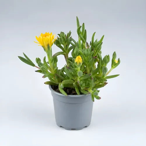 Pack 4 Rayito Sol Planta Ornamental Exterior Suculenta