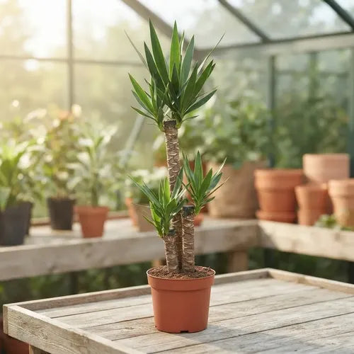 Yuca Trio Planta Ornamental Palmera Interior