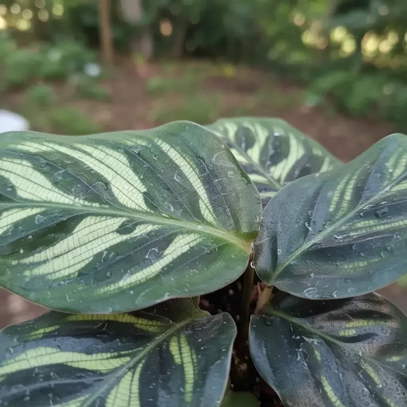 Calathea Makoyana Pequeña Planta Interior