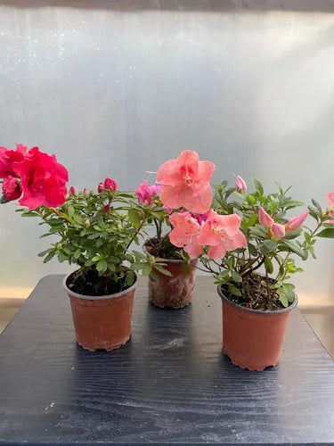 Azalea Pequeña Planta Ornamental