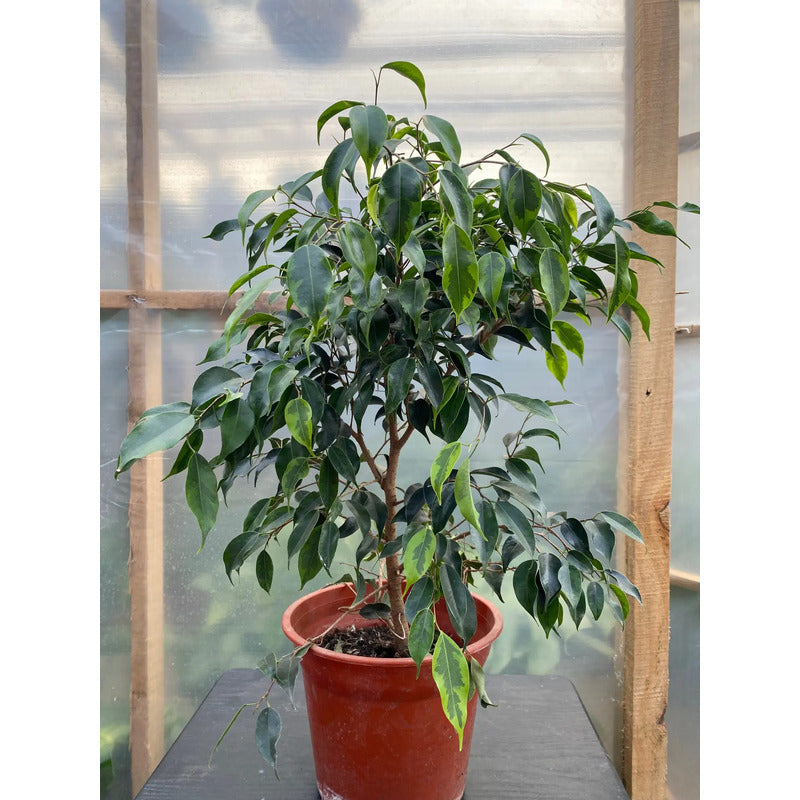 Ficus Benjamina Anastasia Grande 1 Metro