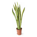Sansevieria Laurentii Gigante Lengua De Suegra Suculenta