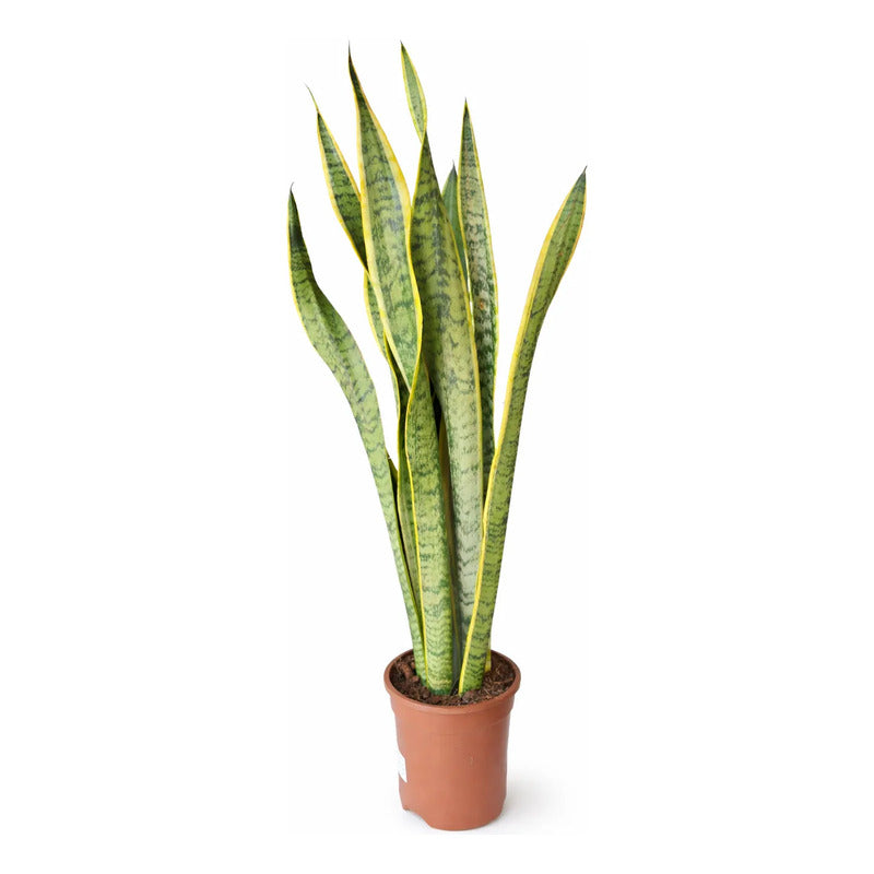 Sansevieria Laurentii Gigante Lengua De Suegra Suculenta