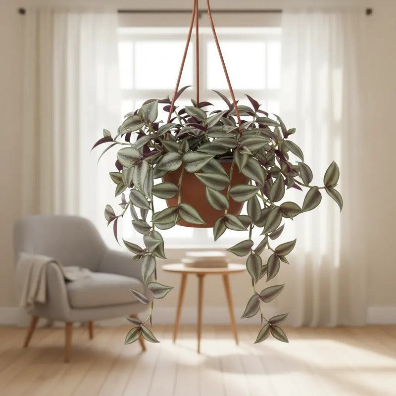 Tradescantia Zebrina Planta Colgante