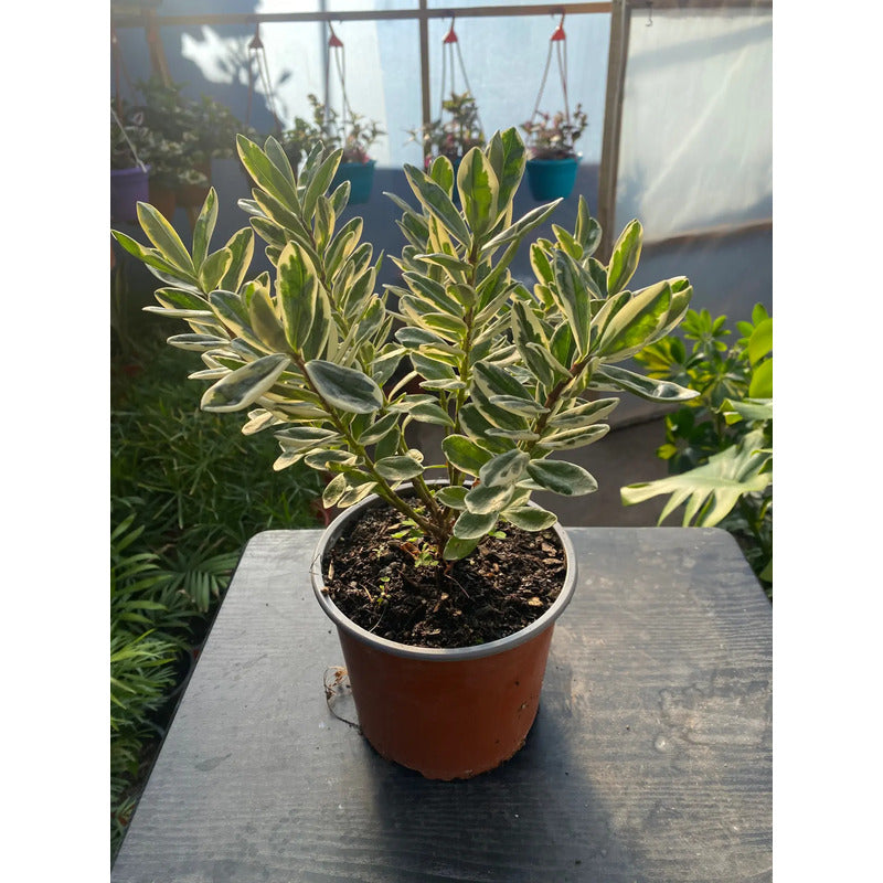 Verónica Variegada 30 cm — Arbusto Ornamental Exterior