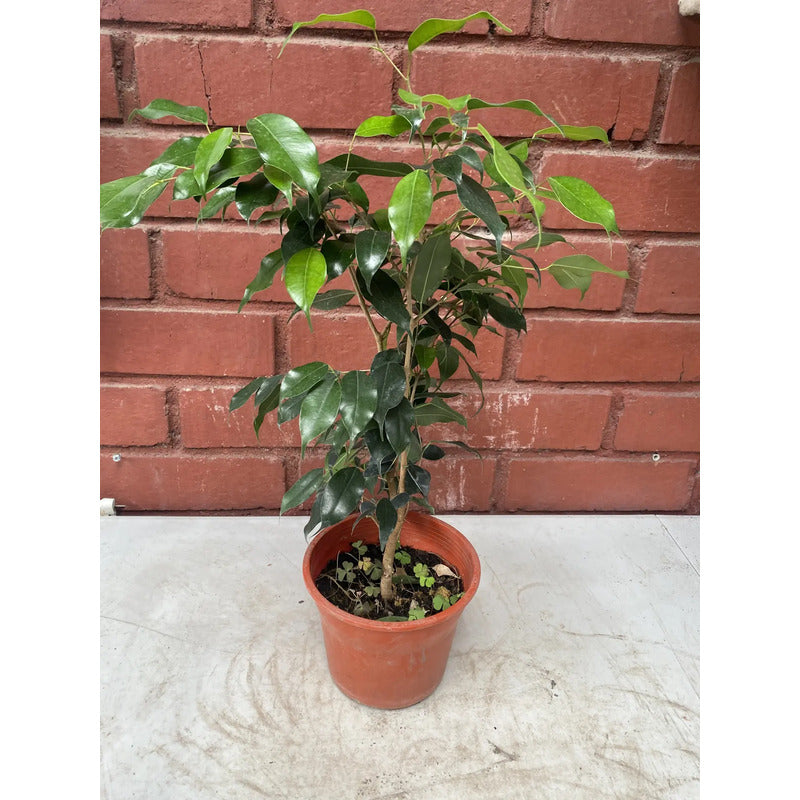 Ficus Negro Planta Interior Ornamental