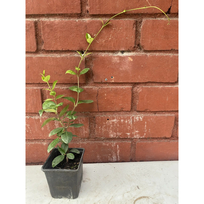 Jazmin Helice Planta Enredadera Blanco