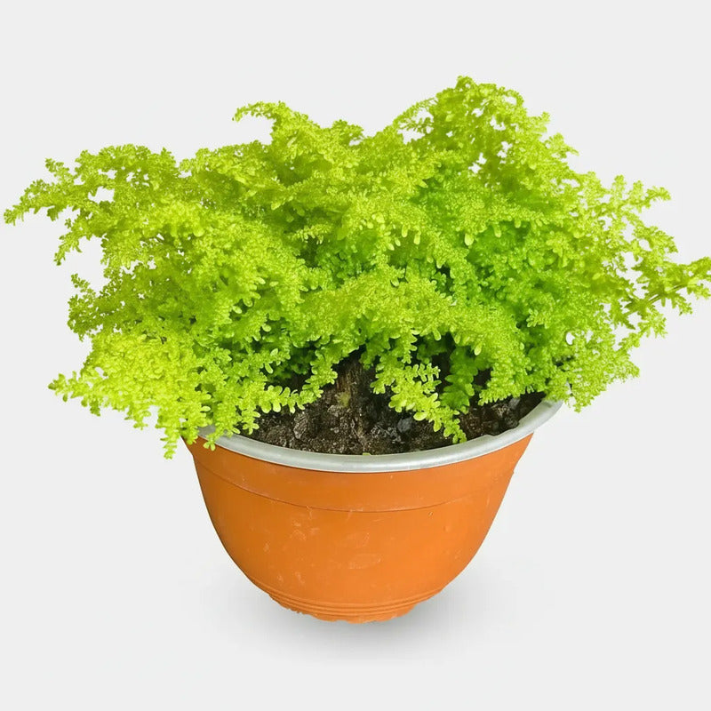Helecho Arroz Planta Ornamental